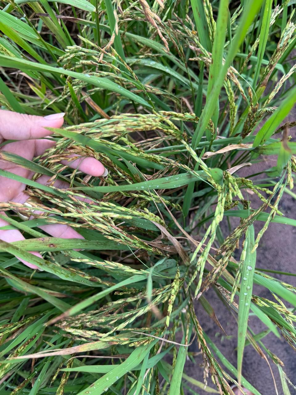 WhatsApp Image 2026-02-21 at 20.14.52