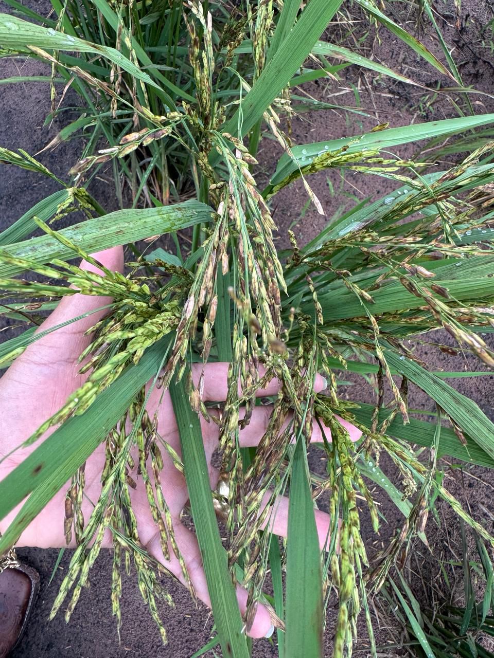 WhatsApp Image 2026-02-21 at 20.14.56 (1)