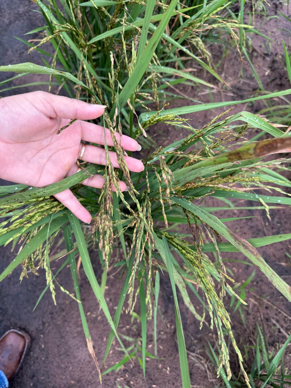 WhatsApp Image 2026-02-21 at 20.14.56