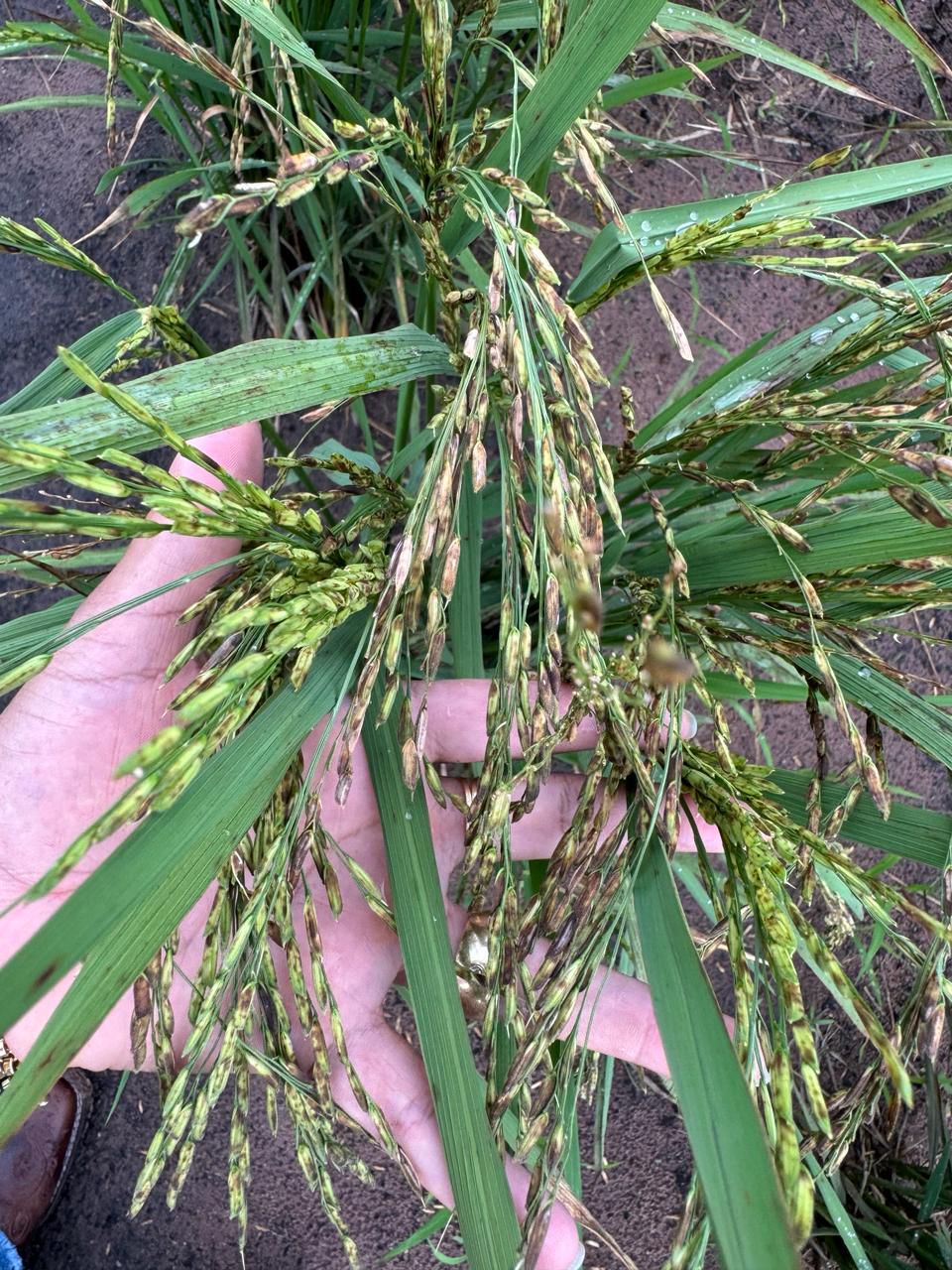 WhatsApp Image 2026-02-21 at 20.14.57