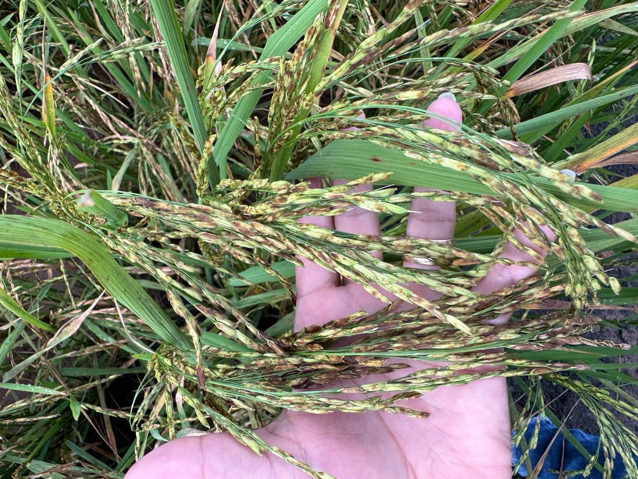 WhatsApp Image 2026-02-21 at 20.15.01